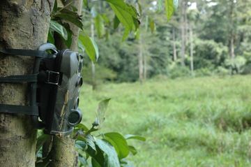 A camera trap strapped to a tree trunk at the edge of a forest clearing